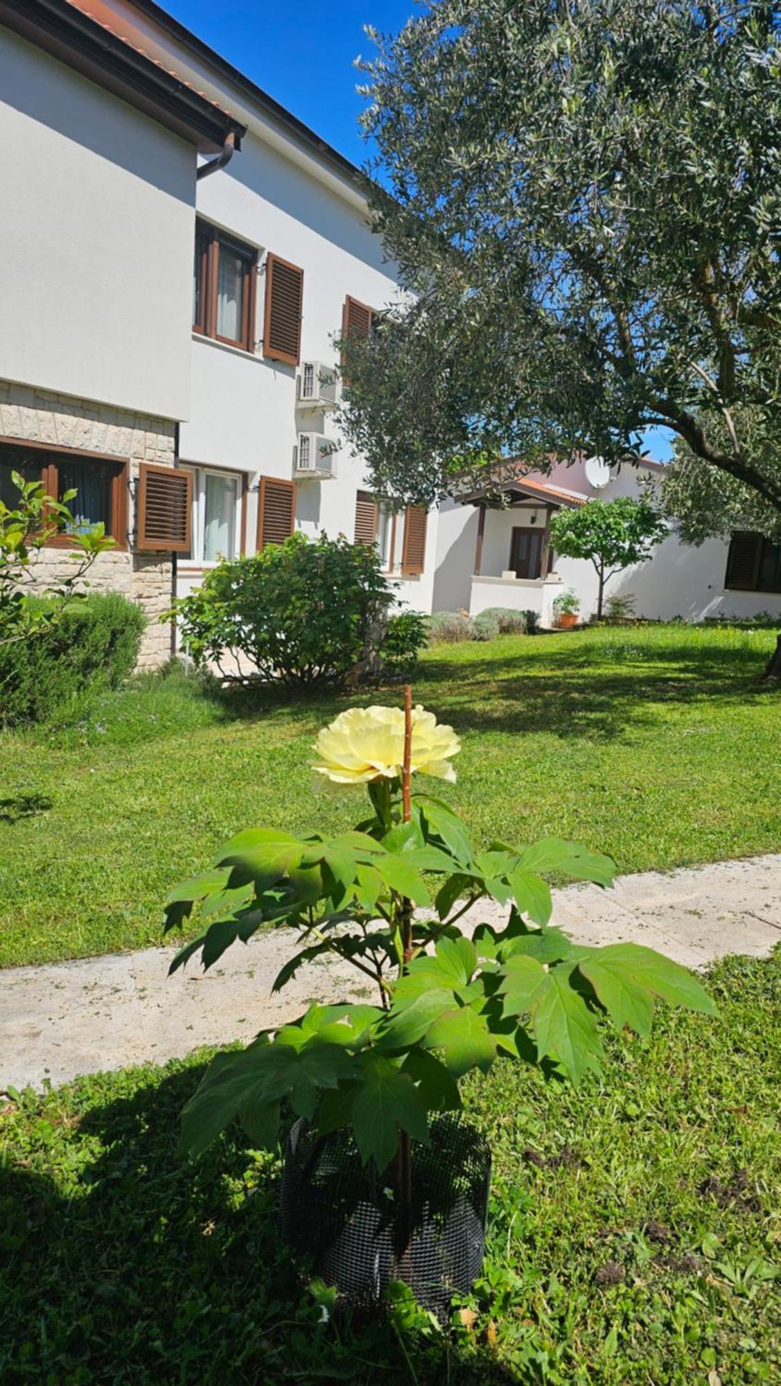 Dina Appartement Pula